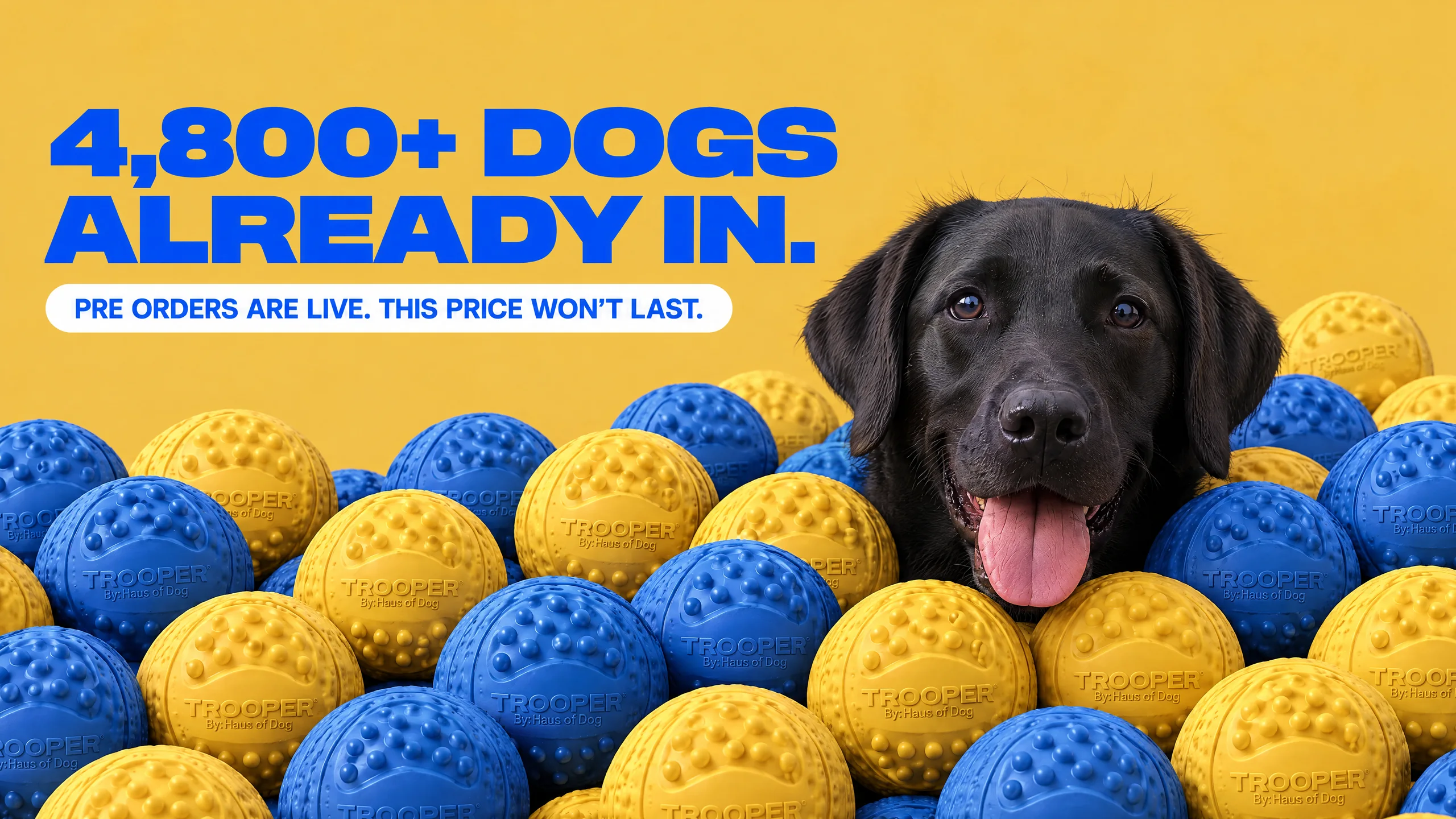 4,800+ dogs already in. A black Labrador sitting in a pile of blue and yellow Trooper balls. Pre orders are live. This price won't last.